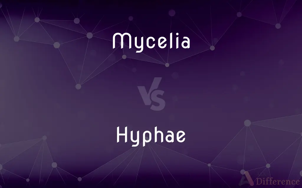 Mycelia vs. Hyphae — What's the Difference?