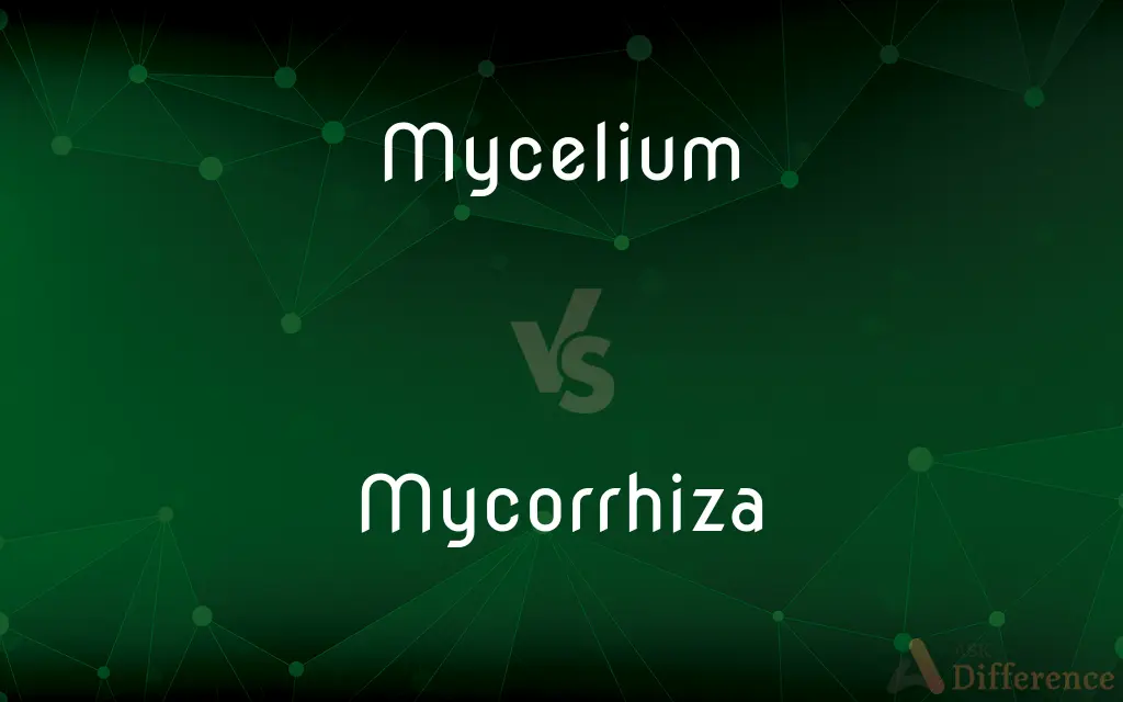 Mycelium vs. Mycorrhiza — What's the Difference?