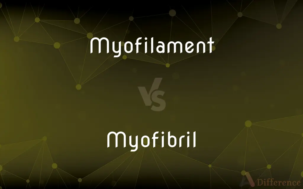 Myofilament vs. Myofibril — What's the Difference?