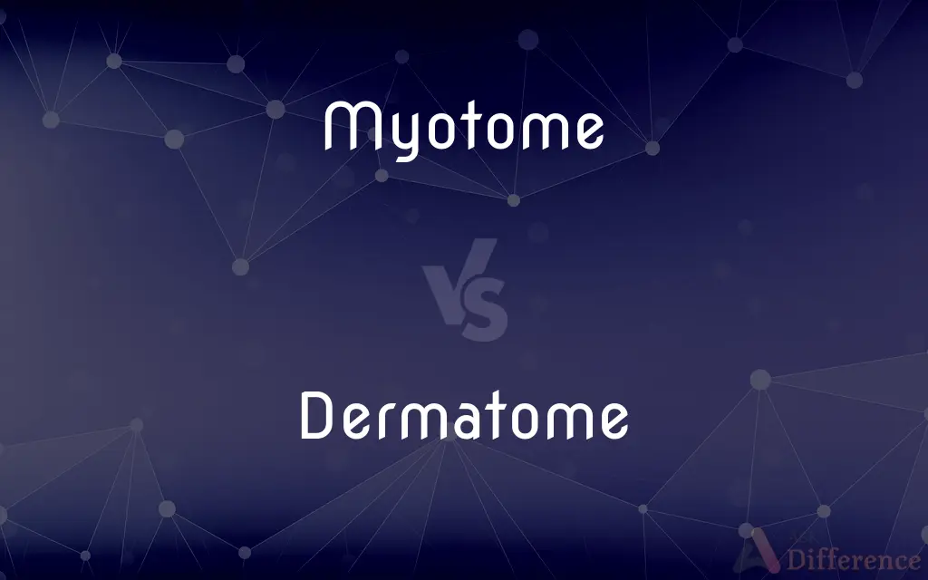 Myotome vs. Dermatome — What's the Difference?