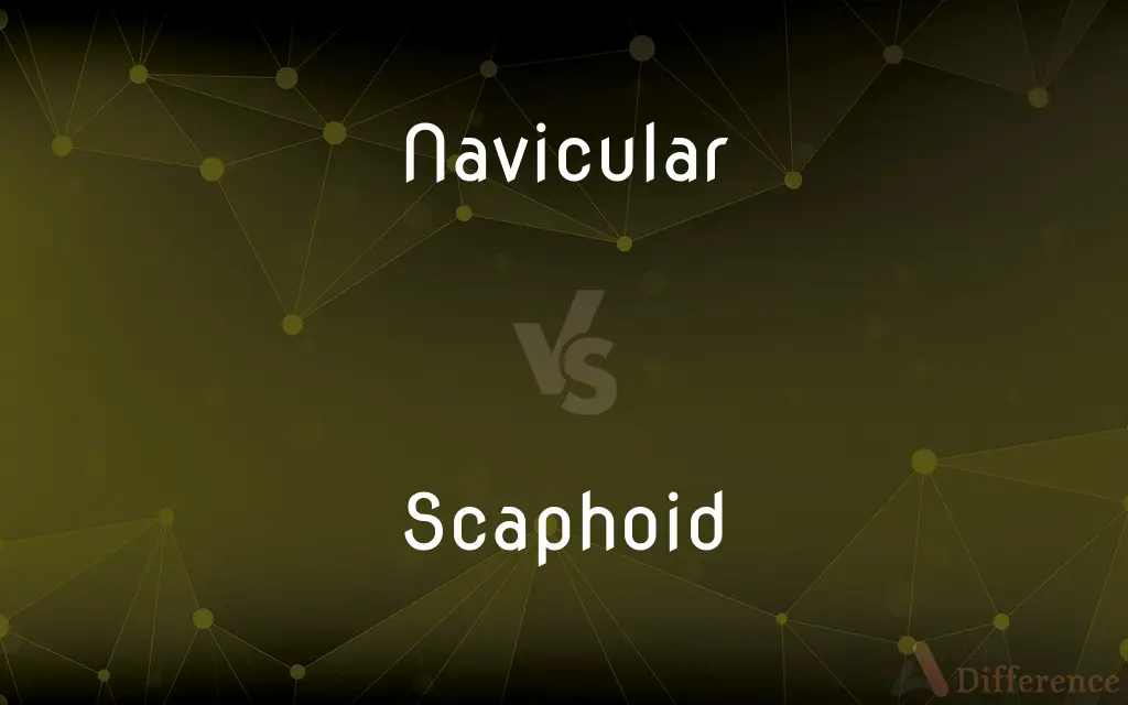 Navicular vs. Scaphoid — What's the Difference?