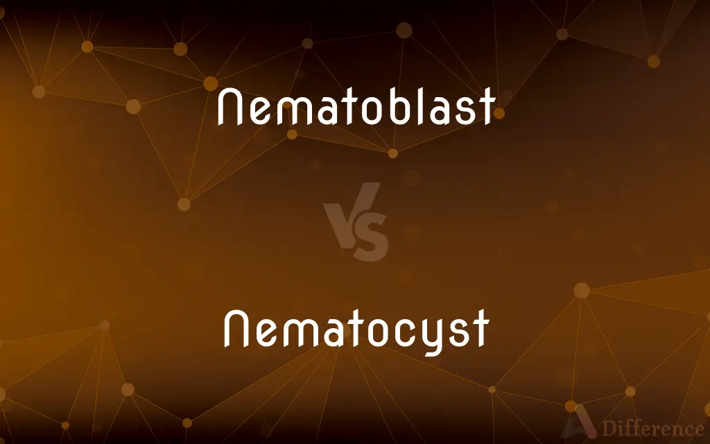 Nematoblast vs. Nematocyst — What's the Difference?