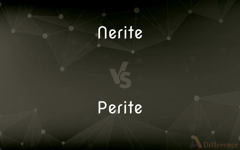 Nerite vs. Perite — What's the Difference?