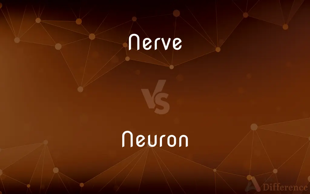 Nerve vs. Neuron — What's the Difference?