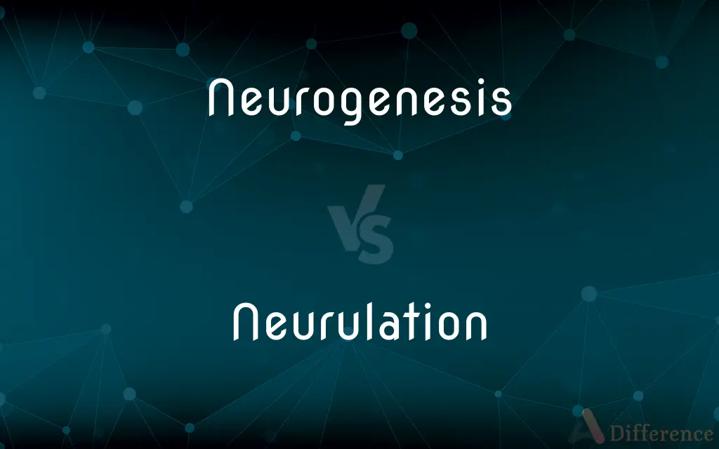 Neurogenesis vs. Neurulation — What's the Difference?