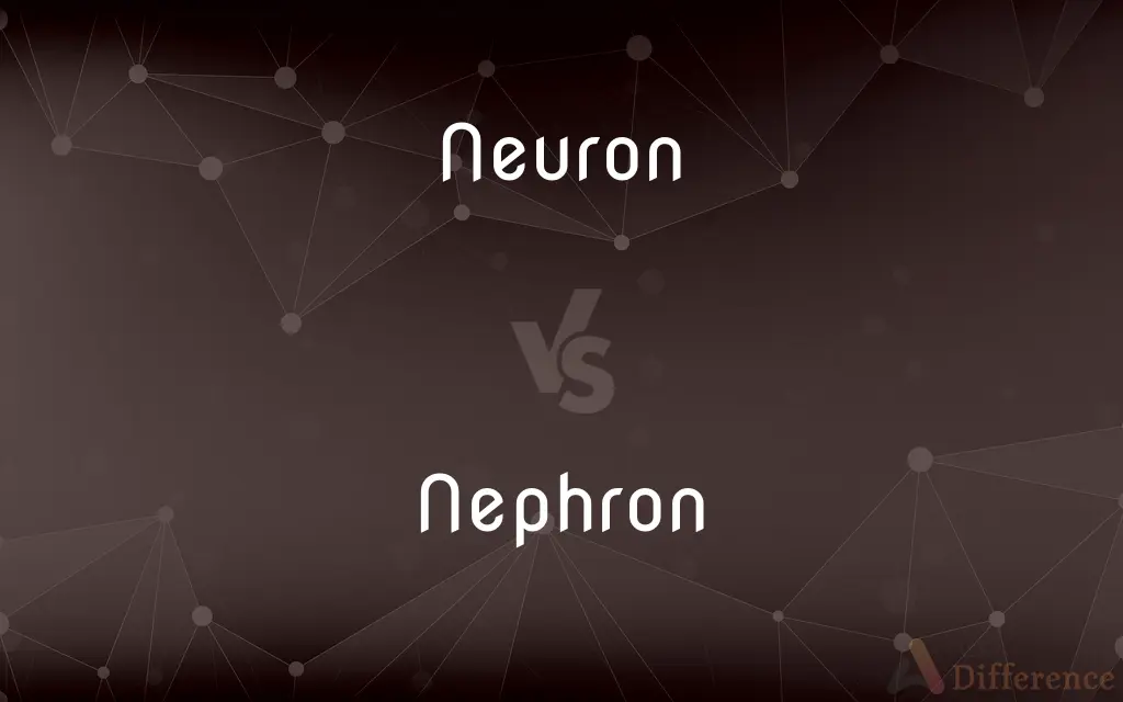 Neuron vs. Nephron — What's the Difference?
