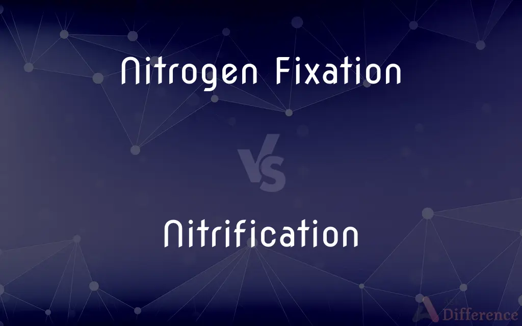 Nitrogen Fixation vs. Nitrification — What's the Difference?