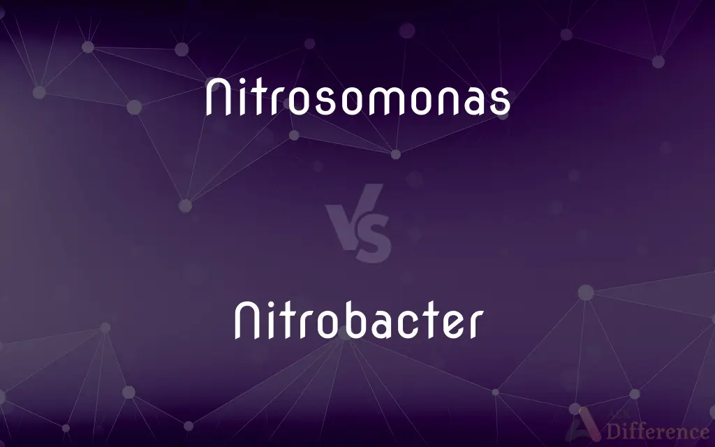 Nitrosomonas vs. Nitrobacter