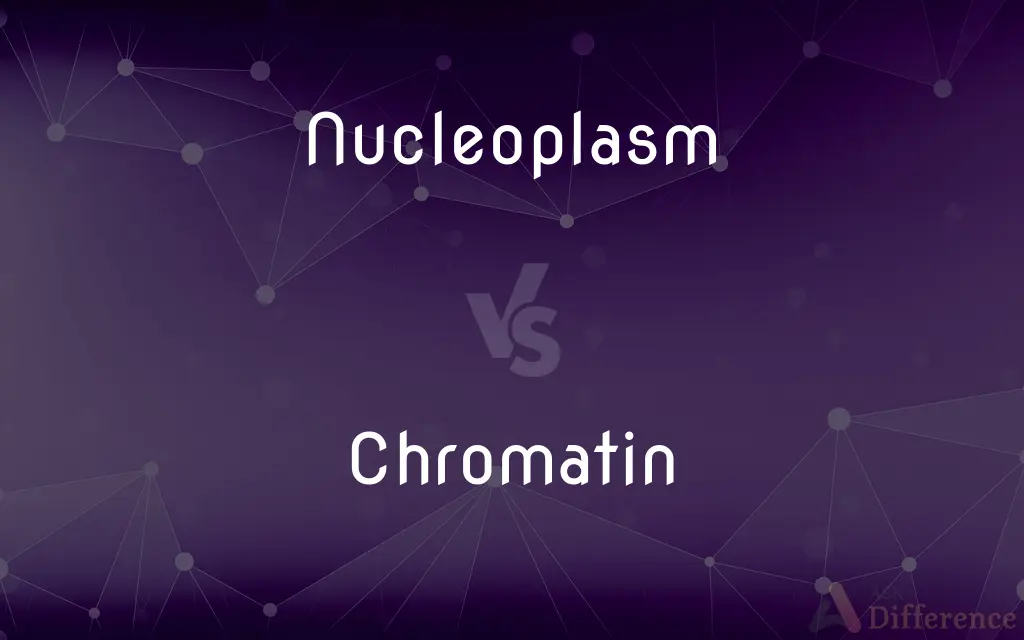 Nucleoplasm vs. Chromatin — What's the Difference?