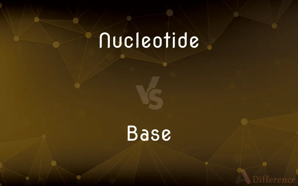 Nucleotide vs. Base — What's the Difference?