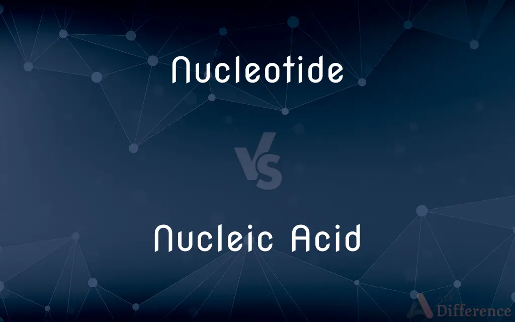 Nucleotide vs. Nucleic Acid — What's the Difference?