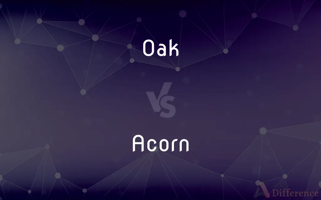 Oak vs. Acorn — What's the Difference?