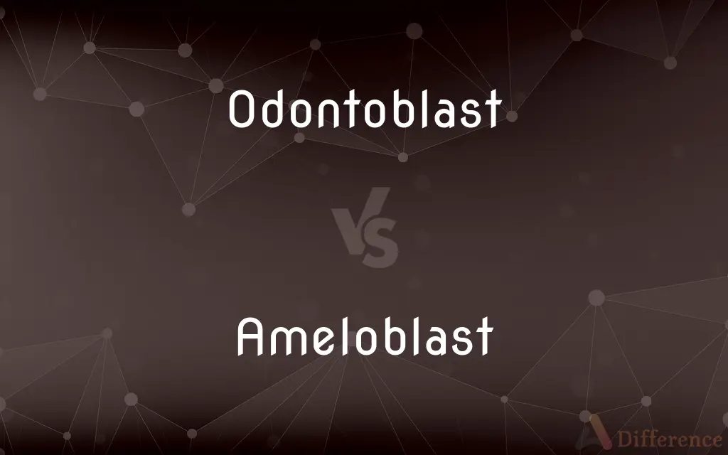 Odontoblast vs. Ameloblast — What's the Difference?