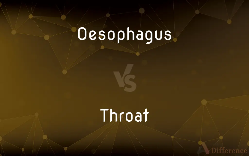 Oesophagus vs. Throat — What's the Difference?