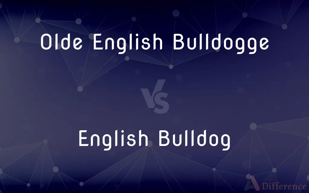 Olde English Bulldogge vs. English Bulldog — What's the Difference?