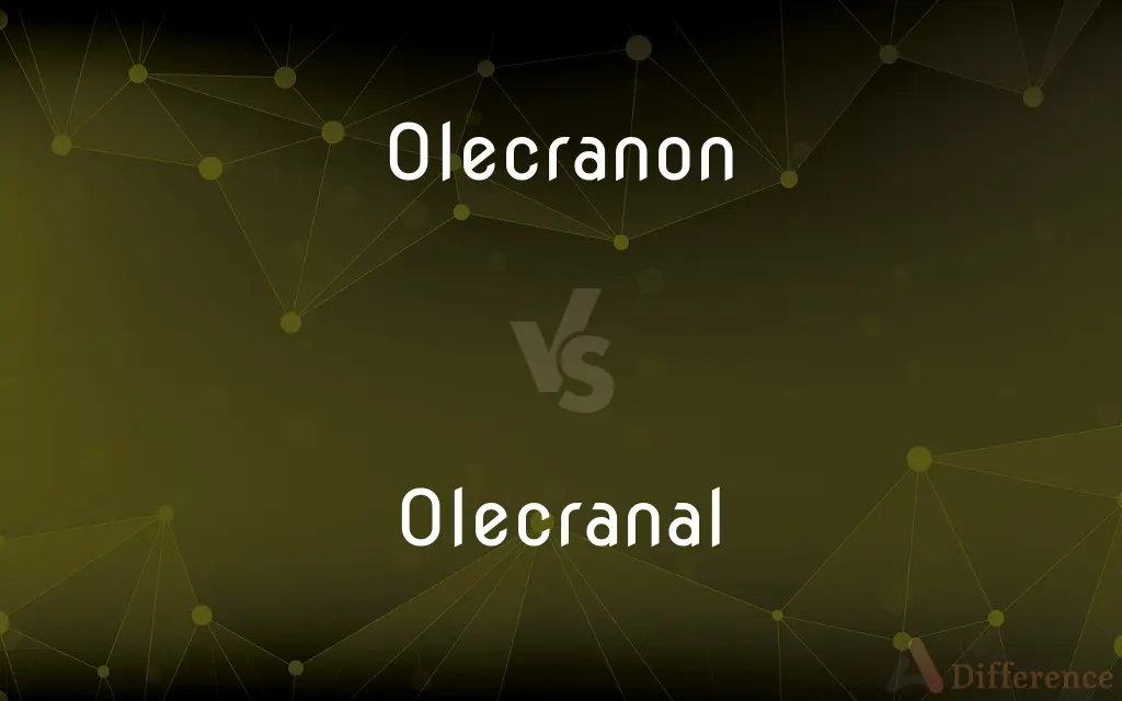 Olecranon vs. Olecranal — What's the Difference?