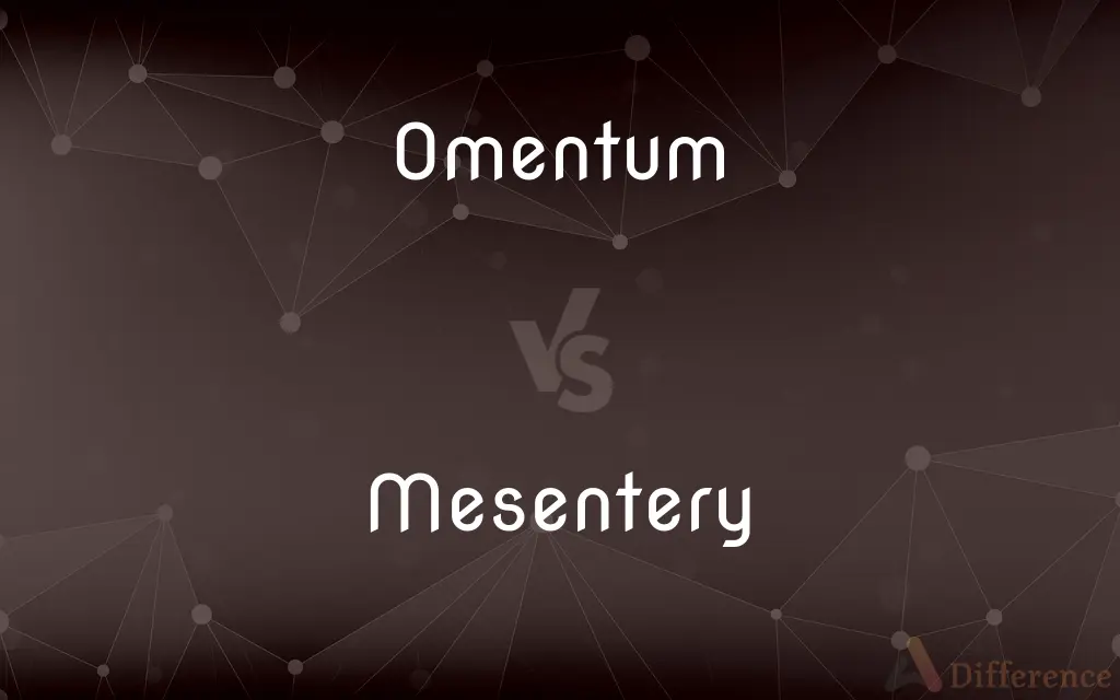 Omentum vs. Mesentery — What's the Difference?