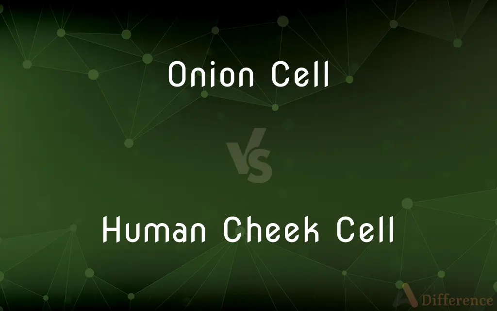 Onion Cell vs. Human Cheek Cell — What's the Difference?