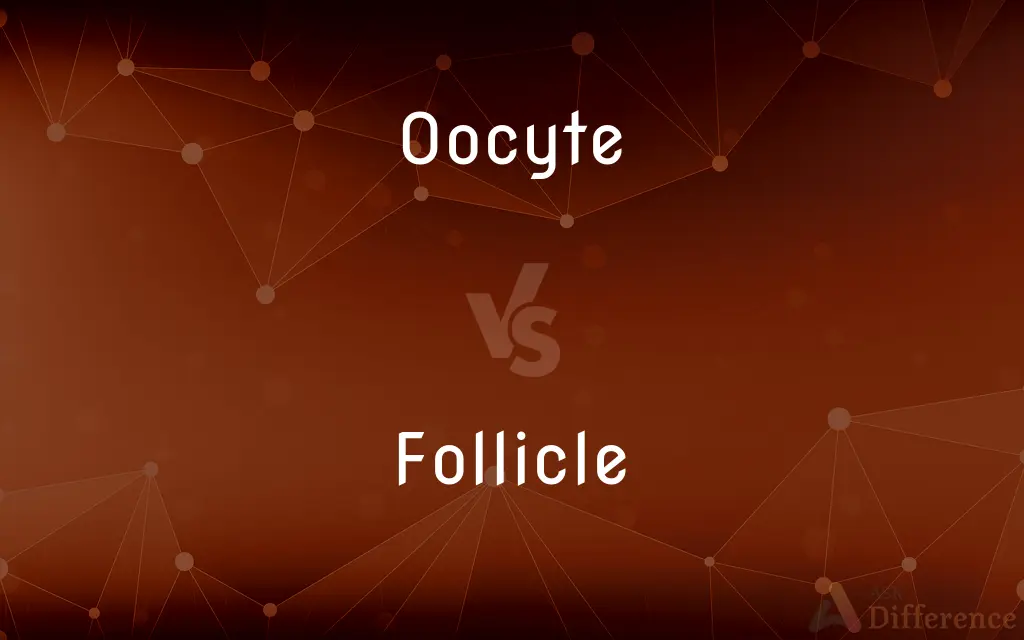 Oocyte vs. Follicle — What's the Difference?