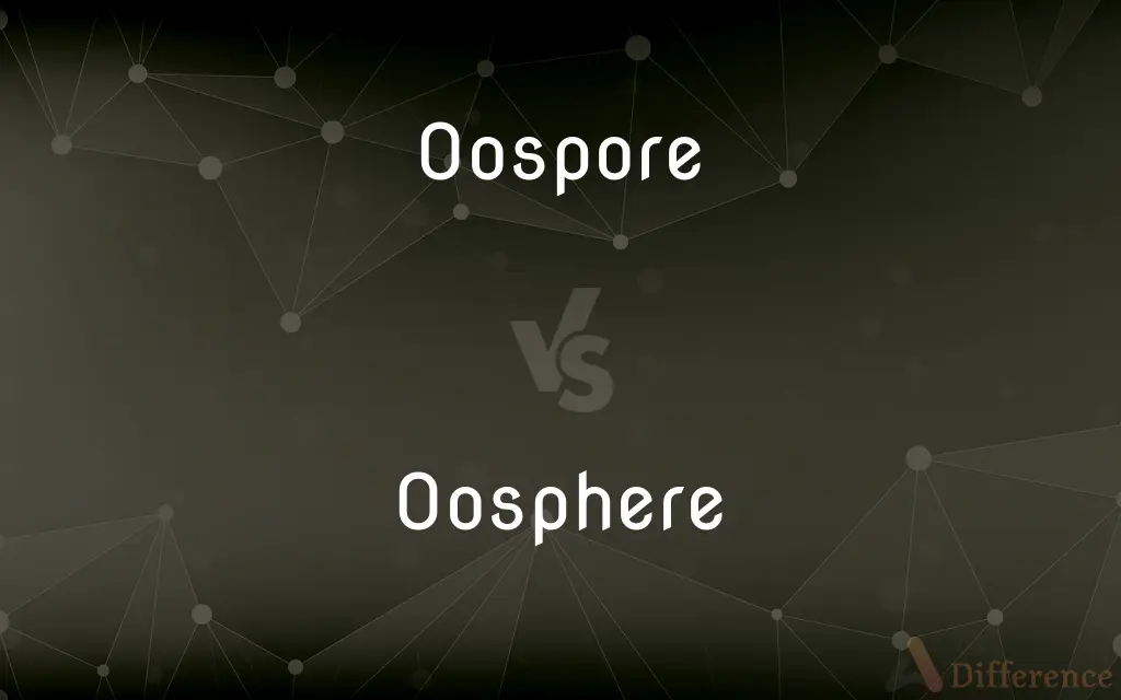 Oospore vs. Oosphere — What's the Difference?
