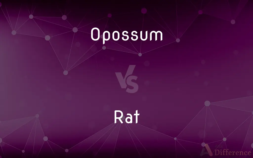 Opossum vs. Rat — What's the Difference?