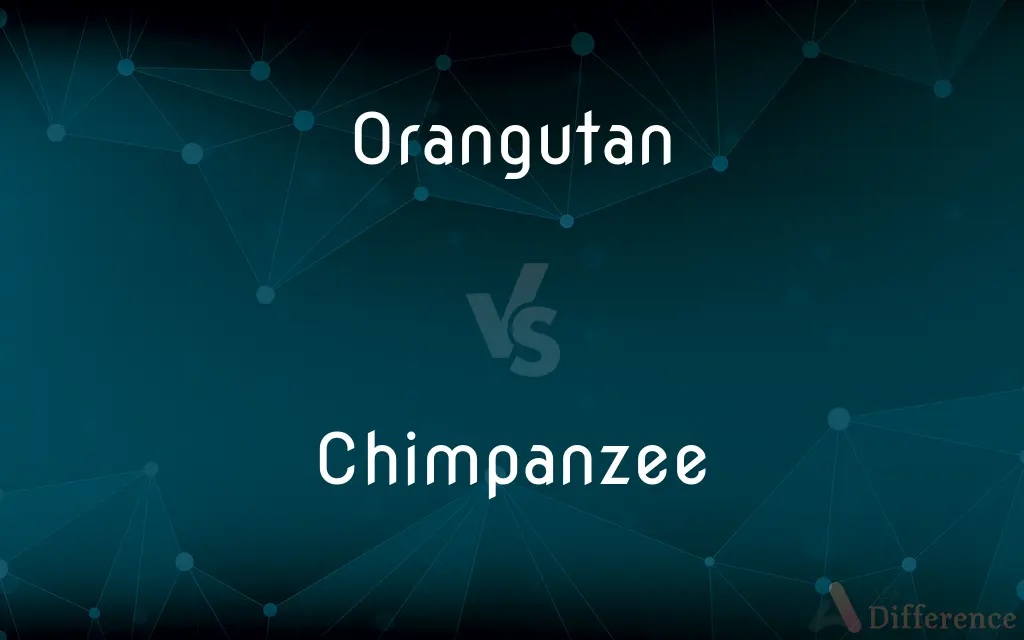 Orangutan vs. Chimpanzee — What's the Difference?