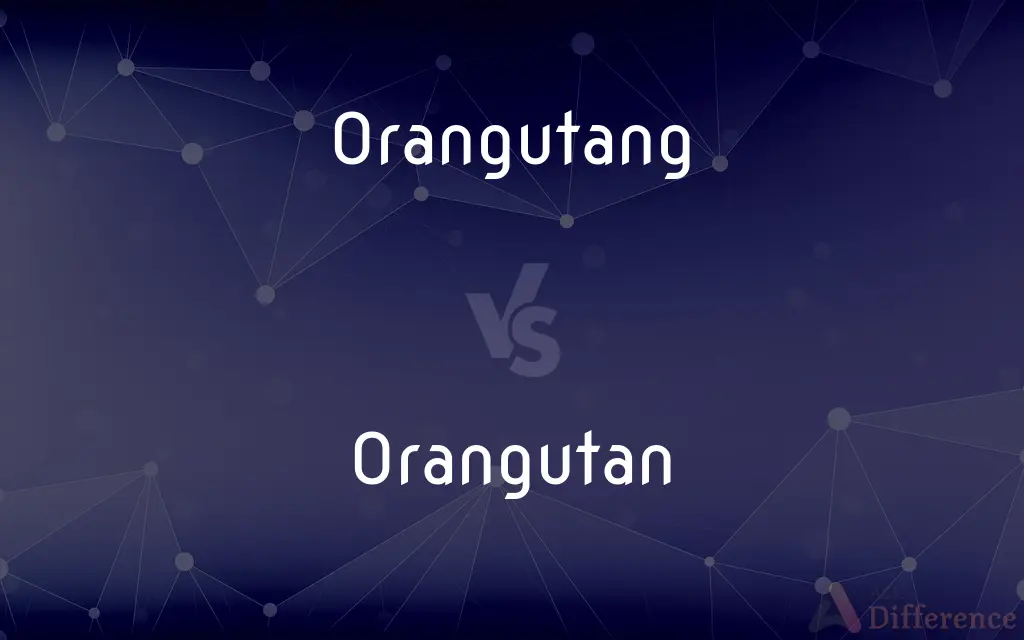 Orangutang vs. Orangutan — Which is Correct Spelling?