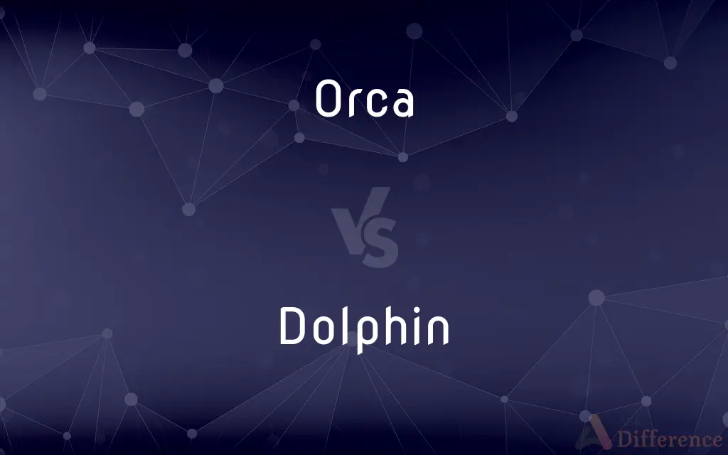 Orca vs. Dolphin — What's the Difference?