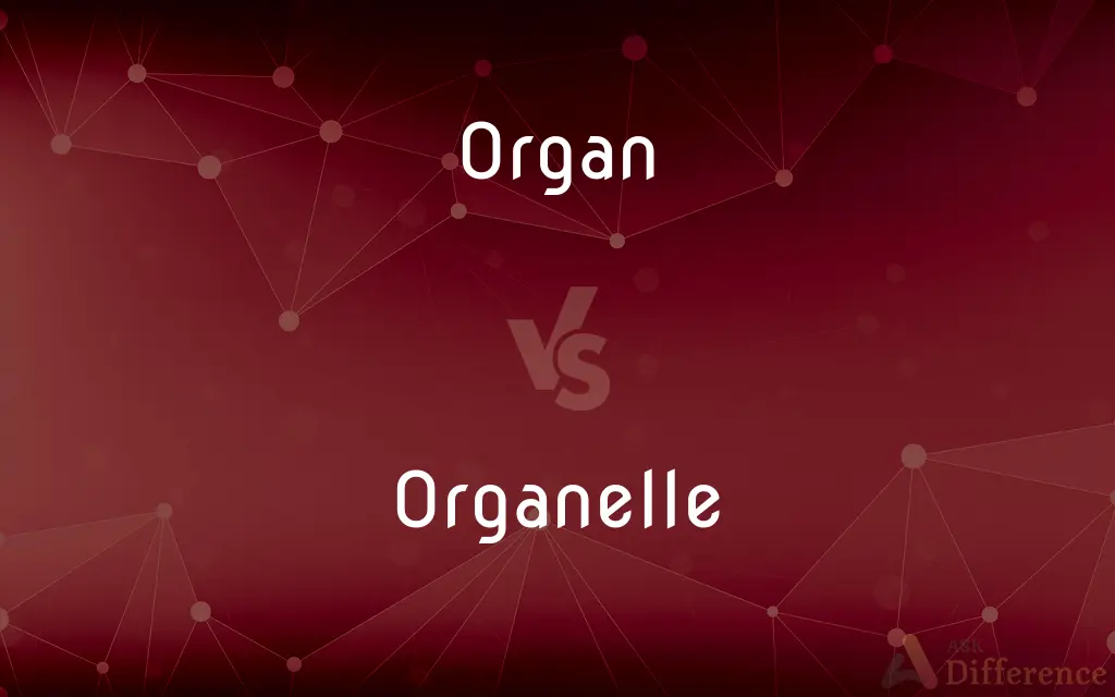 Organ vs. Organelle — What's the Difference?