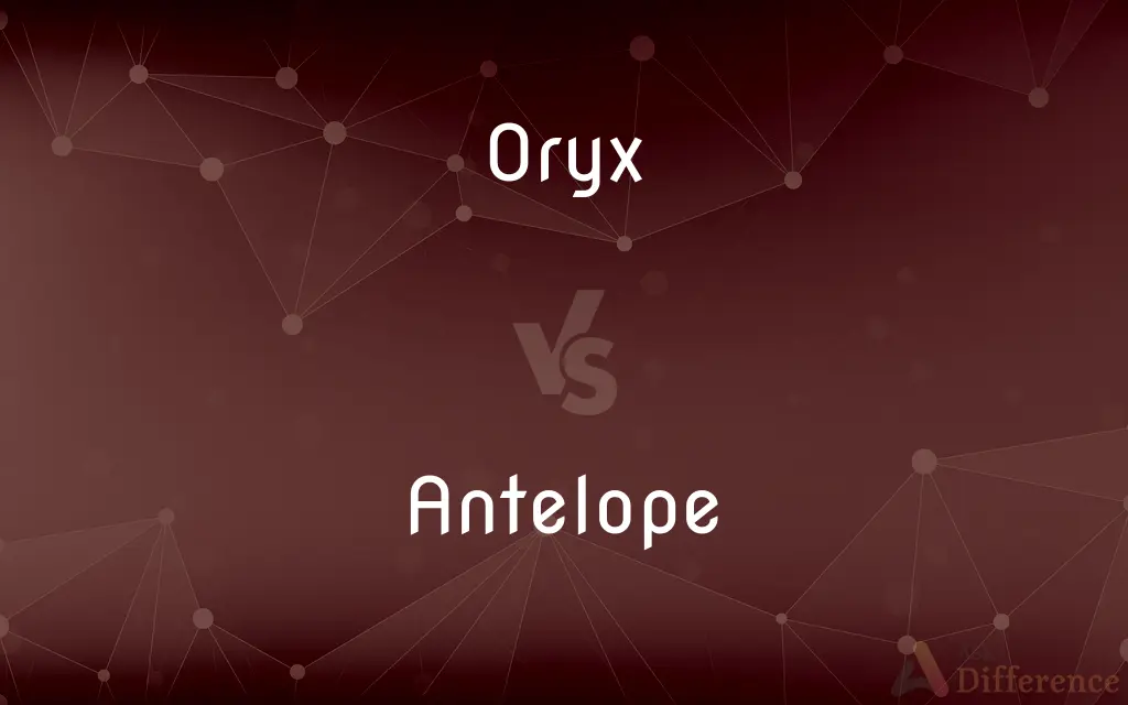 Oryx vs. Antelope — What's the Difference?