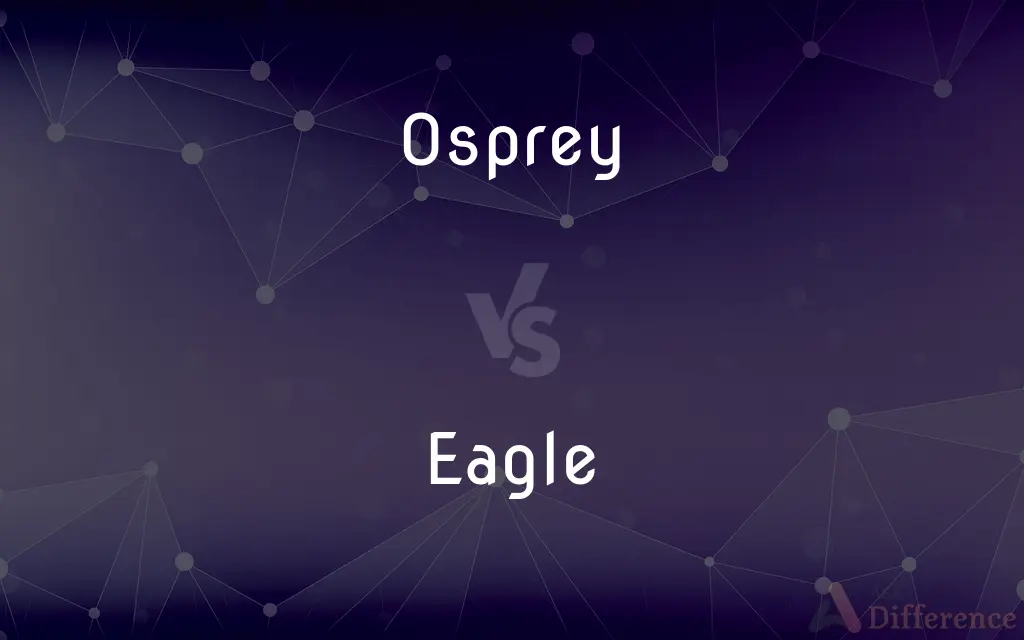Osprey vs. Eagle — What's the Difference?