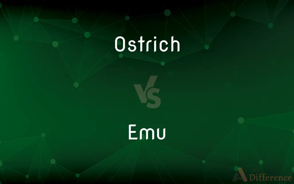 Ostrich vs. Emu — What's the Difference?