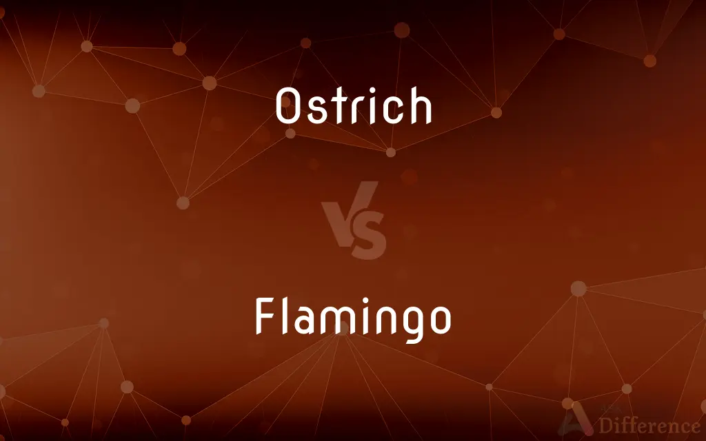 Ostrich vs. Flamingo — What's the Difference?