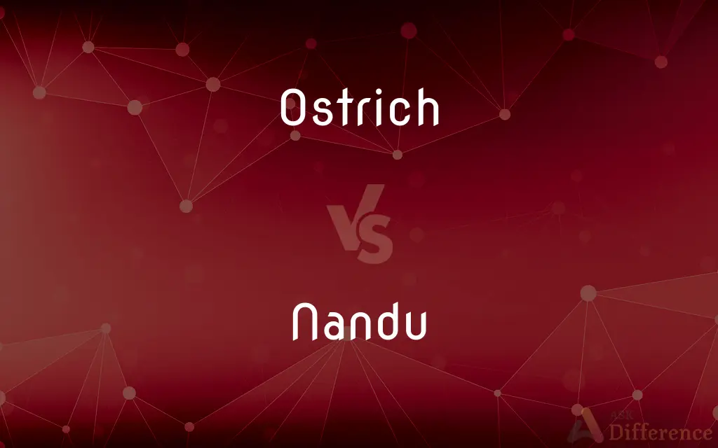 Ostrich vs. Nandu — What's the Difference?