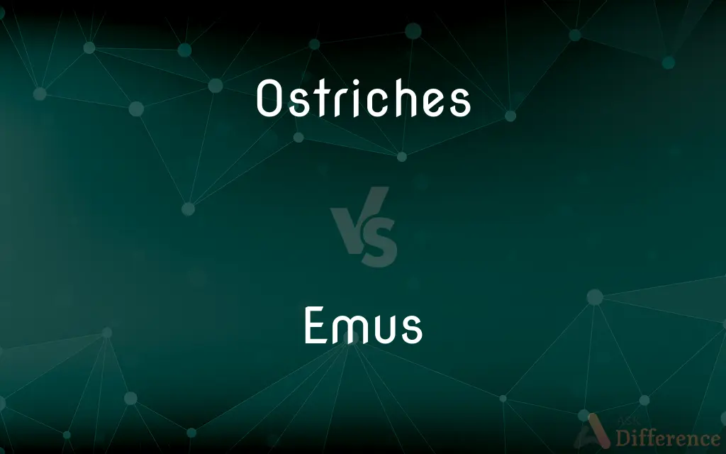 Ostriches vs. Emus — What's the Difference?