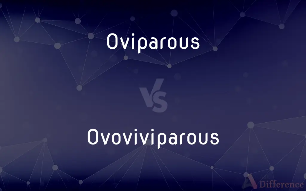 Oviparous vs. Ovoviviparous — What's the Difference?