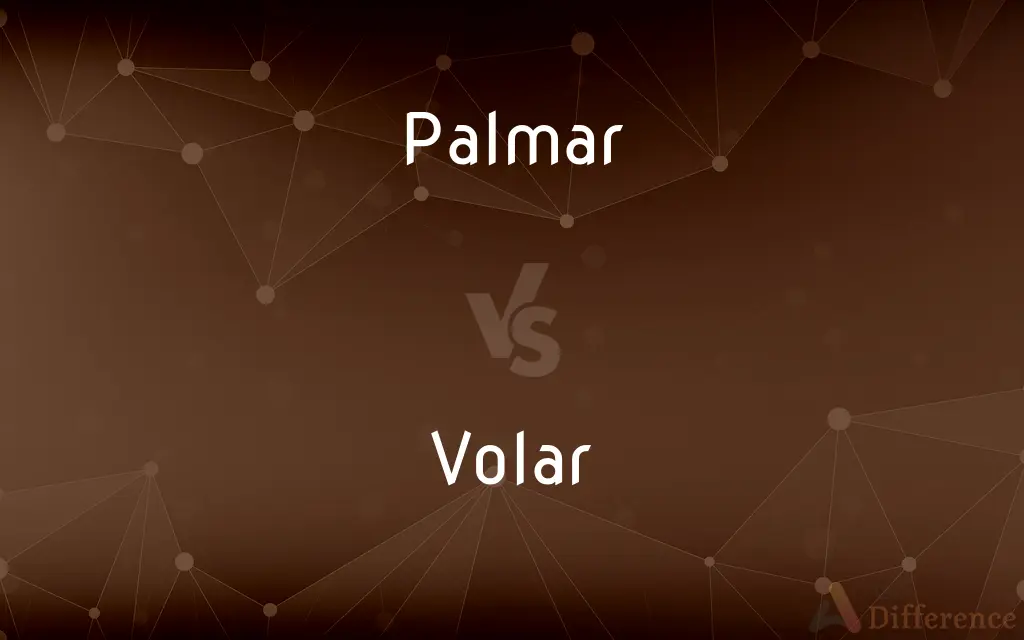 Palmar vs. Volar — What's the Difference?