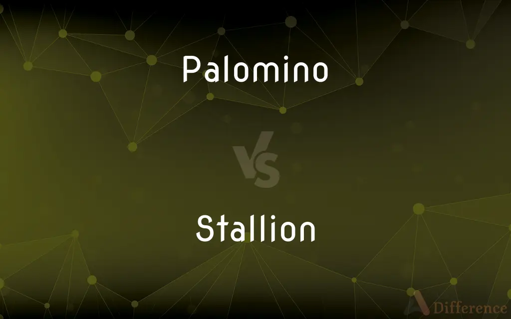 Palomino vs. Stallion — What's the Difference?