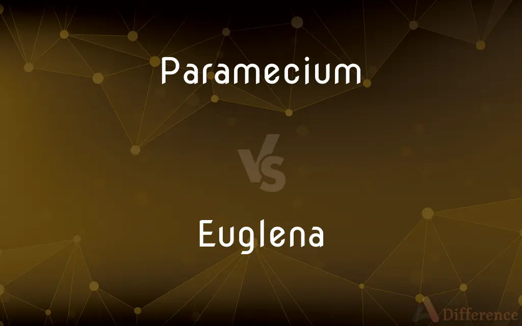 Paramecium vs. Euglena — What's the Difference?