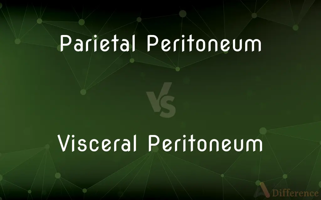 Parietal Peritoneum vs. Visceral Peritoneum — What's the Difference?