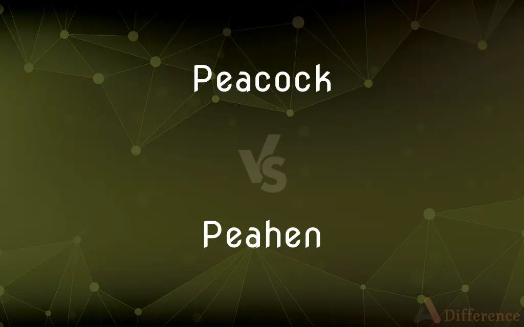 Peacock vs. Peahen — What's the Difference?