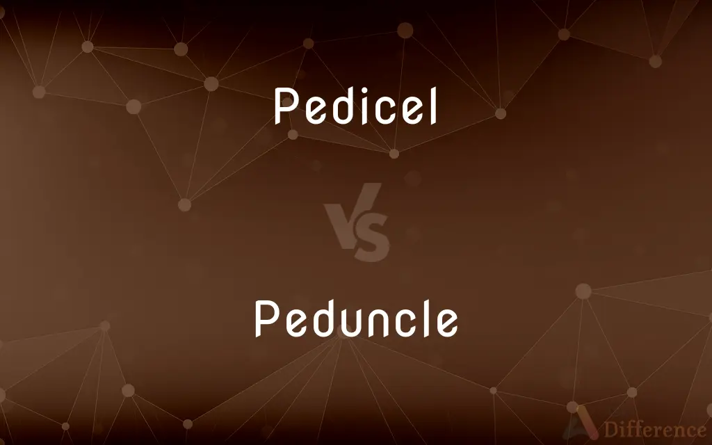 Pedicel vs. Peduncle — What's the Difference?