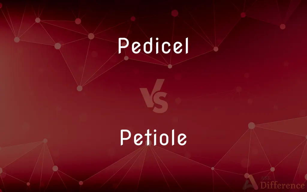 Pedicel vs. Petiole — What's the Difference?