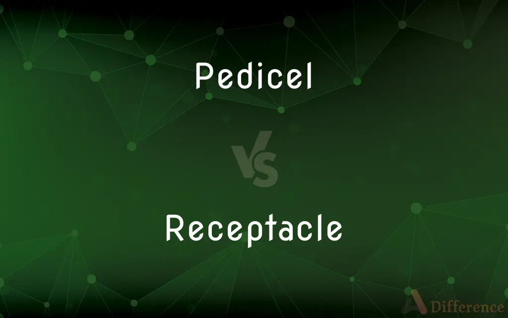 Pedicel vs. Receptacle — What's the Difference?