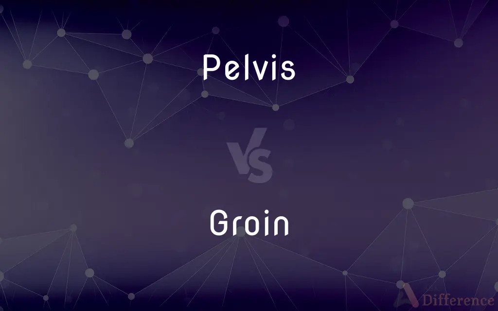 Pelvis vs. Groin — What's the Difference?
