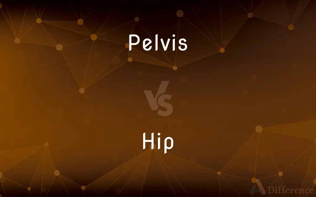 Pelvis vs. Hip — What's the Difference?