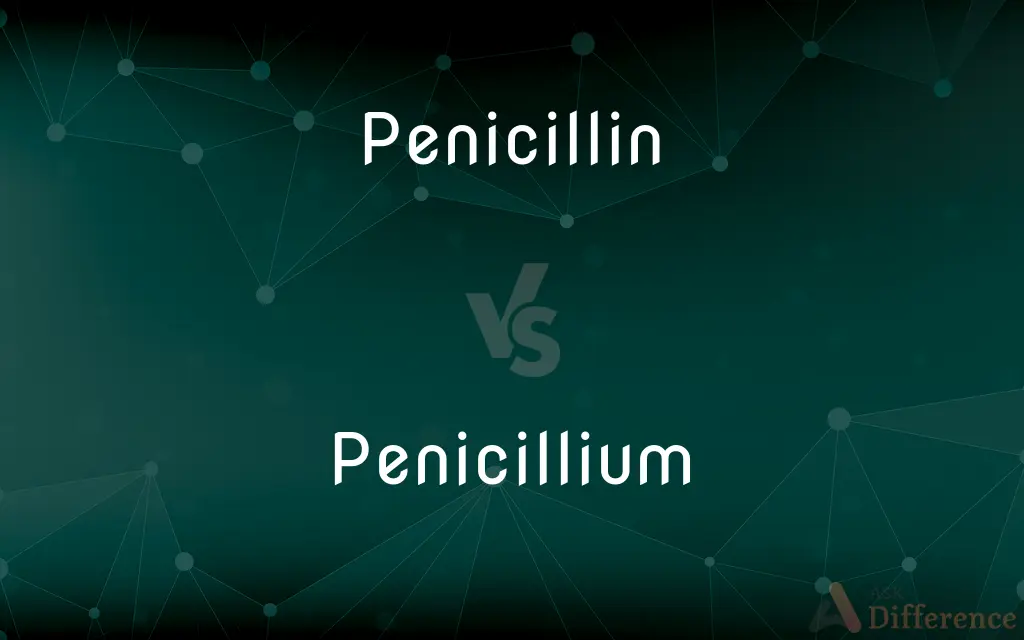 Penicillin vs. Penicillium — What's the Difference?