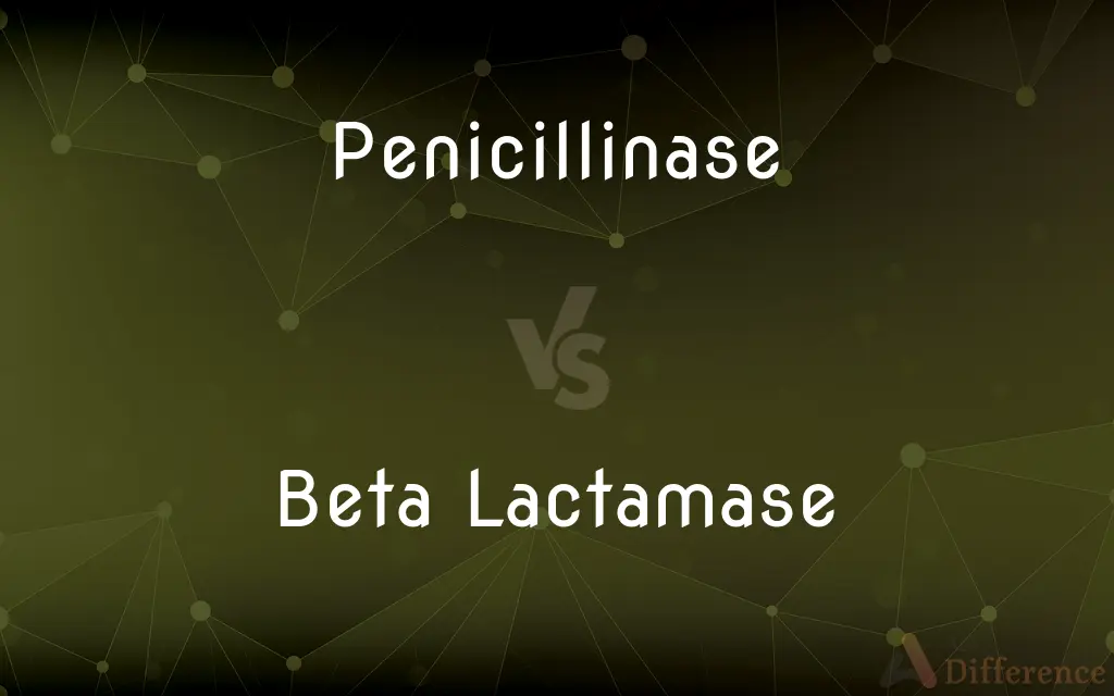 Penicillinase vs. Beta Lactamase — What's the Difference?