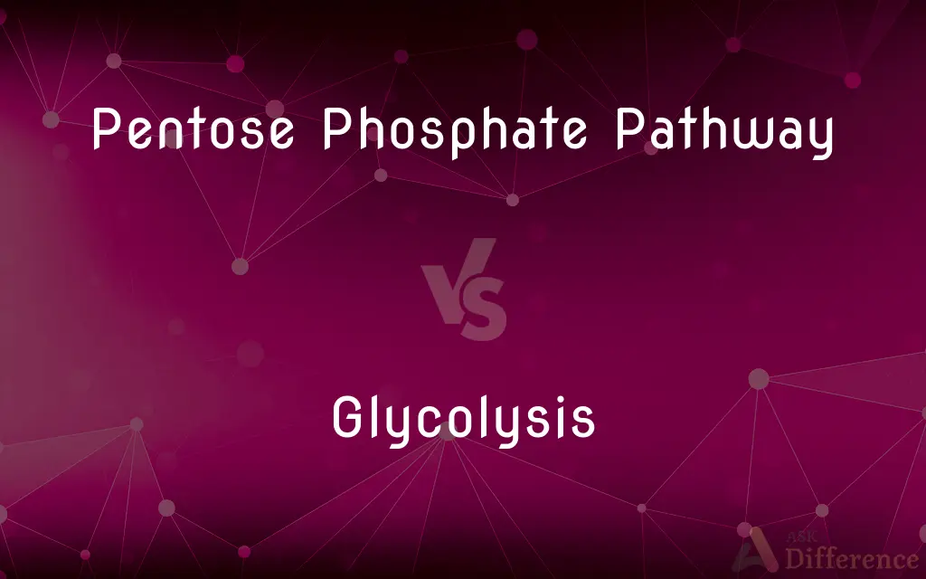 Pentose Phosphate Pathway vs. Glycolysis — What's the Difference?