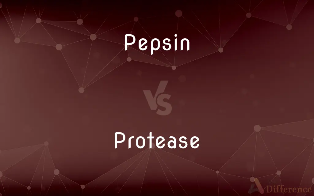 Pepsin vs. Protease — What's the Difference?